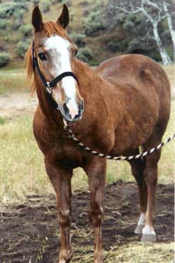 Contact the Marina Equestrian Association